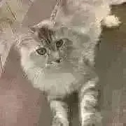 たぬき　値段交渉歓迎です。の画像