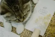 ほり