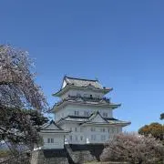 ぴーたの画像