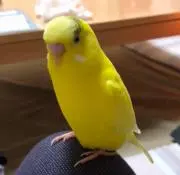 yuzu