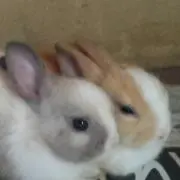 ムーの画像