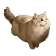 くっぴぃ