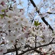 桜の画像
