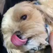 とまとの画像