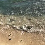 レッドブル派