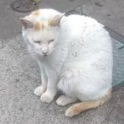 にゃんにゃん