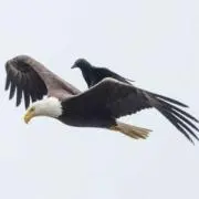 Rascalの画像