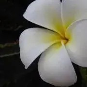 まっこ