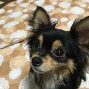 famの画像