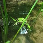 るる