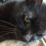 だんまりの画像