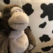 ごりちゃんの画像