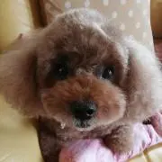 クルリコ