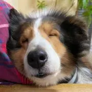 めいめい。の画像