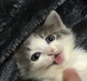 もちミクの画像