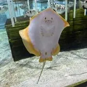 じん