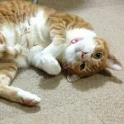 やまなみ