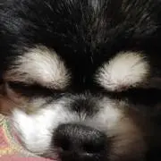 ペリー