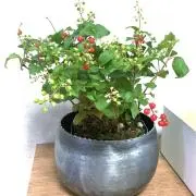 Sakuの画像