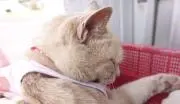 ayakaの画像