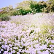 花柳の画像