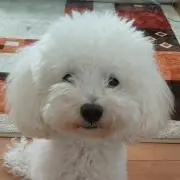 そらうさぎ