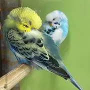 まる子の画像