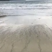 Alechsの画像