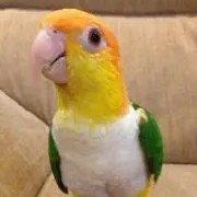 はなちゃん