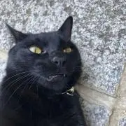 くま