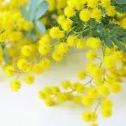 yuminaの画像