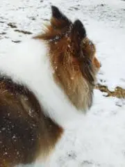 くろの画像