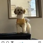ショッピー