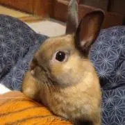 マキメル