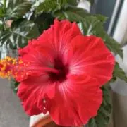 Uuuの画像
