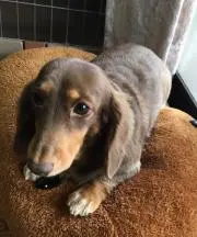 しょうの画像