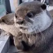チョコ男の画像