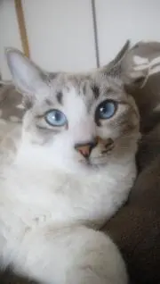 catsの画像