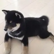 アップルパイの画像
