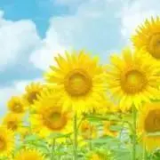 ひまわりの画像