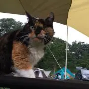 まみぃの画像