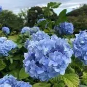 inoの画像