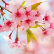 sakura