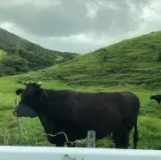 こいけの画像