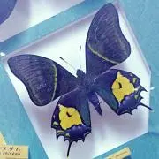 ちずの画像