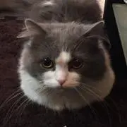 まっしゅの画像