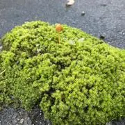 よんの画像