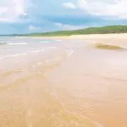 ぽぽの画像