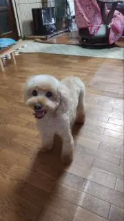 小川和子