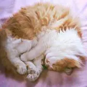 ねこきゃらめるの画像